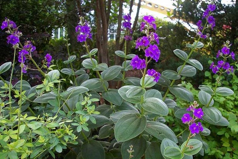 Tibouchina Heteromalla Silverleafed Princess Flower Live Plant 6” Pot - 2ft Tall, Tropical Flowering Plant for Garden Decor