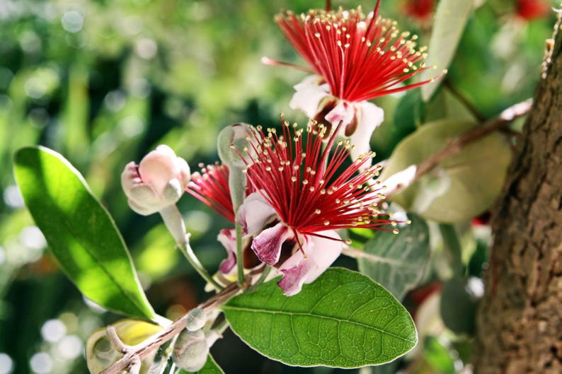 Pineapple Guava Plant 1 Feet Tall - Feijoa sellowiana in 6-Inch Pot - Edible Fruit Shrub for Home Garden