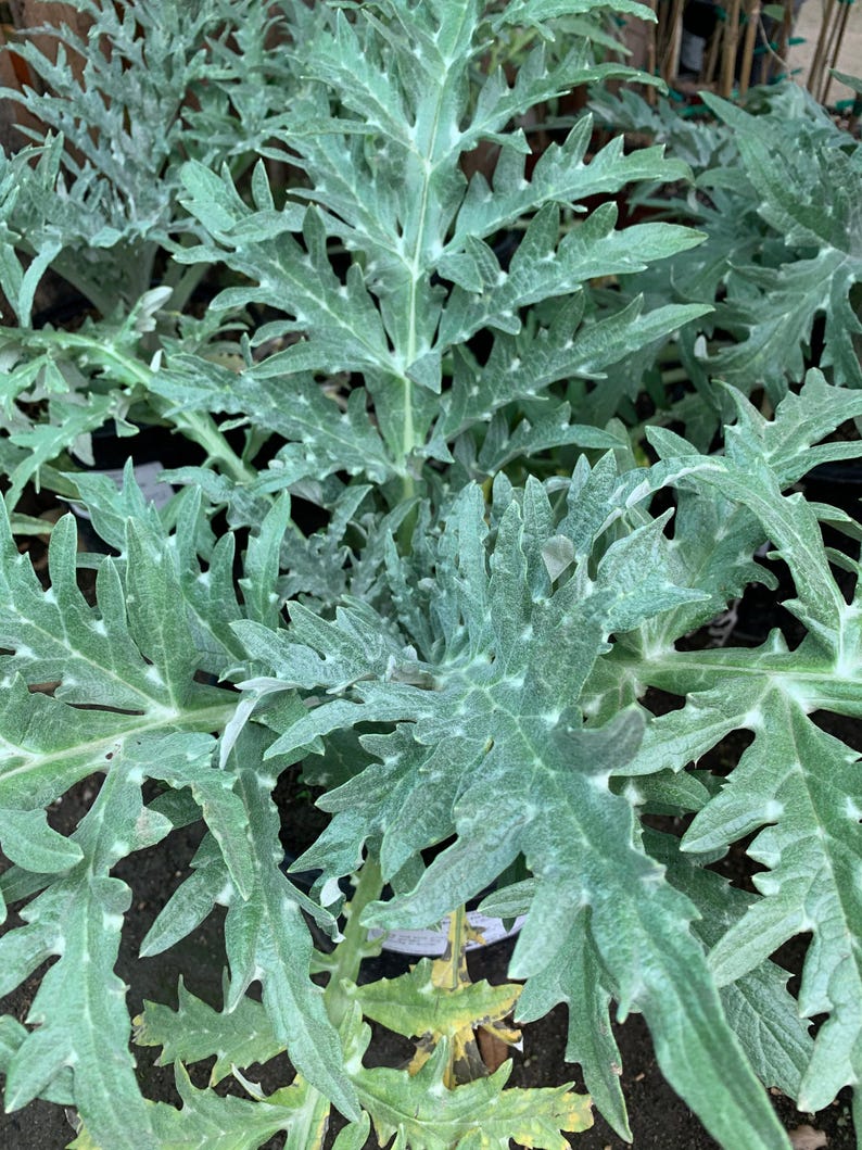 Greenglobe Artichoke Live Plant 6" Pot - Cynara Scolymus, One Foot Tall, Edible Perennial Vegetable Garden Starter
