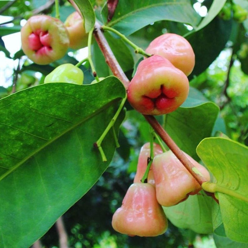 Wax Apple Plant 3 Gallon Pot - Syzygium Javanicum - 2 to 3 Feet Tall Tropical Fruit Tree