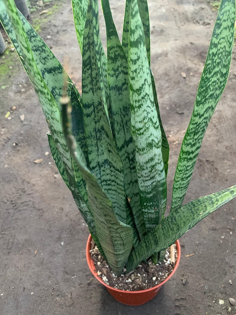 Sansevieria trifasciata Live Plant – 1 Foot Tall Snake Plant in 6" Pot – Indoor Air Purifier – Mother-in-Law's Tongue