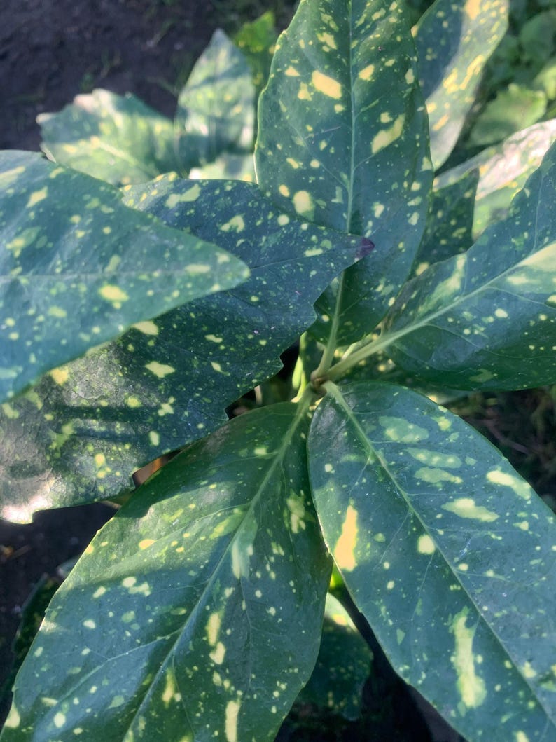 Gold Dust Plant in 1 Gallon Pot - Aucuba Japonica 'Variegata' - Glossy Dark Green Leaves with Yellow Splashes