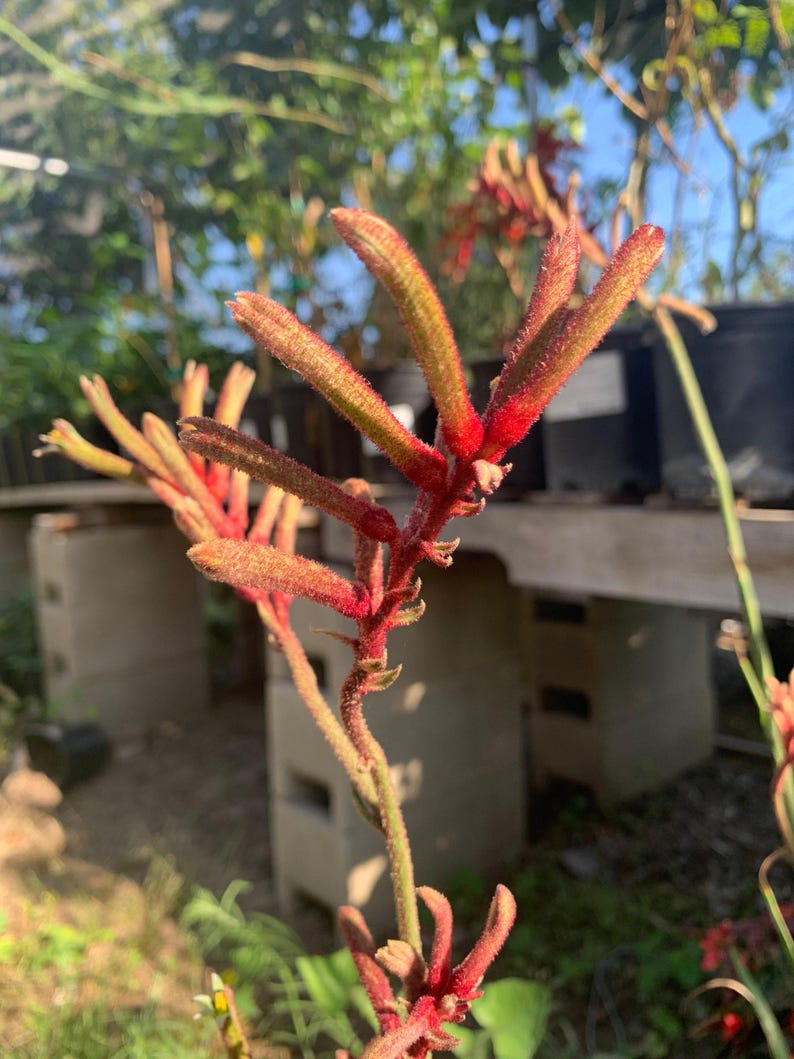 Kangaroo Paw Plant Anigozanthos Regal Velvet Medium Size Ink Spot Resistant