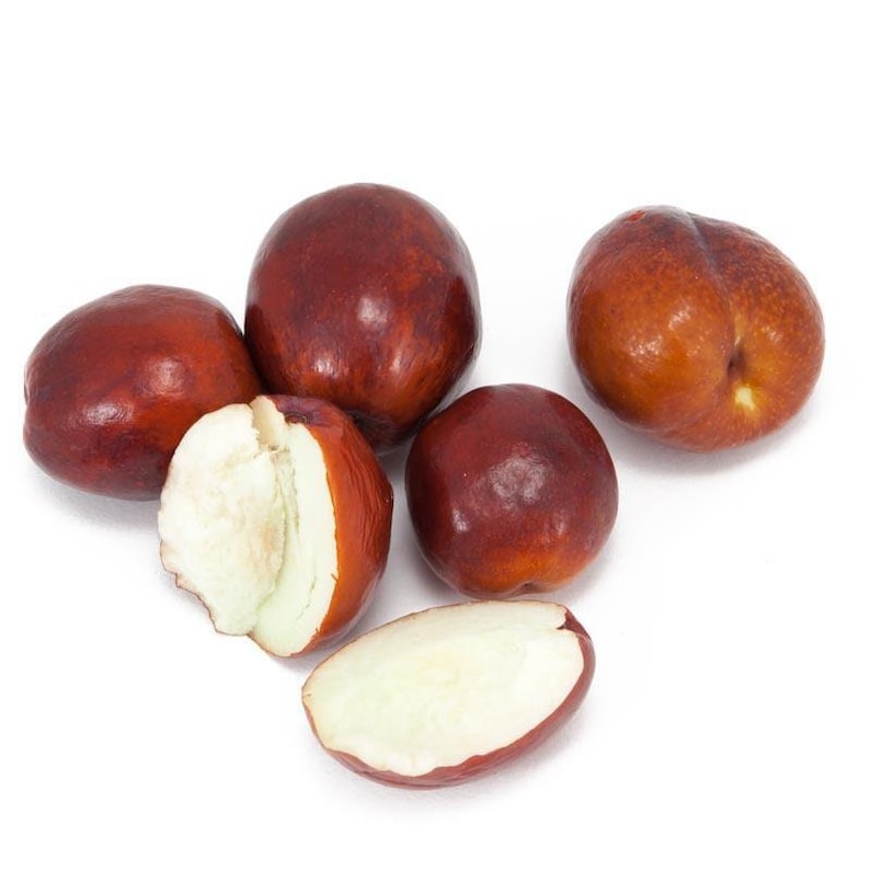 Grafted Jujube Li Tree - 1 to 2 Feet Tall - Large Fruit - Ziziphus jujuba - Ship in 6" Pot - Ideal for Zones 5-10