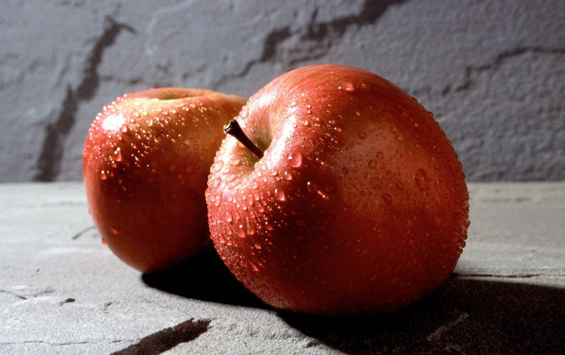 Fuji Apple Tree - 3 Gal Pot - Low Chill - Self-Fruitful - Malus domestica
