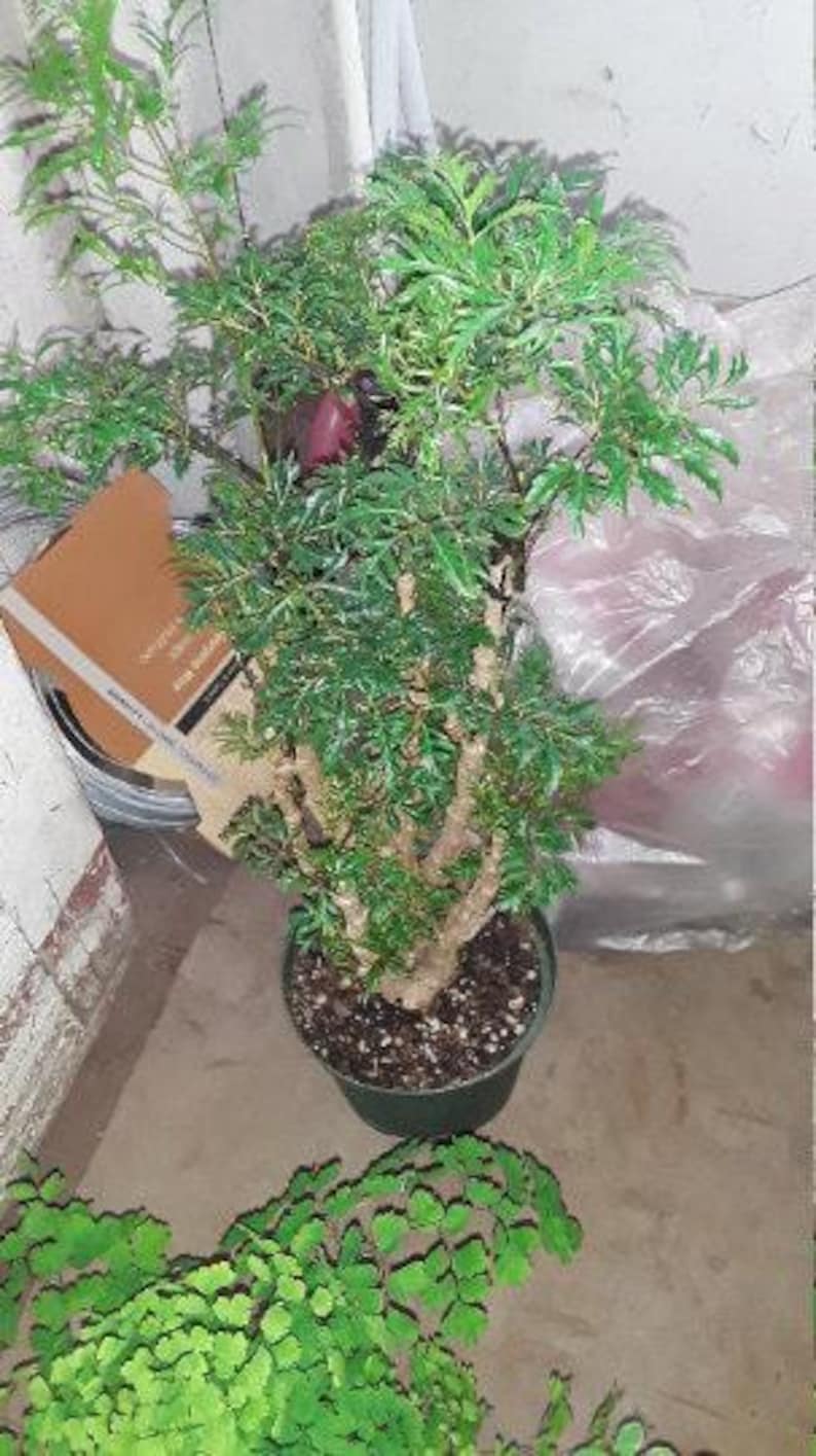 Ming Aralia Plant - 1 Foot - Indoor/Outdoor Live Plant in 6" Pot - Polyscias fruticosa, Bonsai-Ready Green Foliage