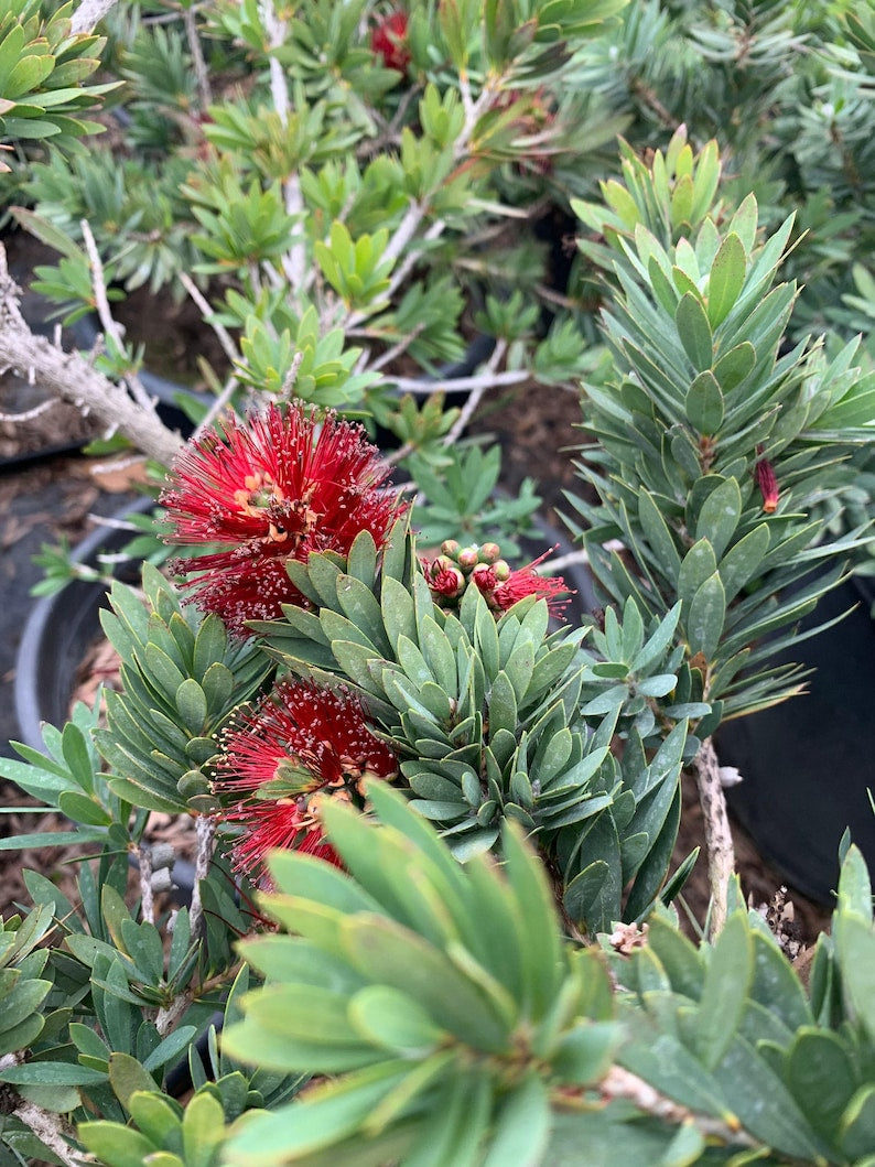 Dwarf Bottlebrush Live Plant 6" Pot Callistemon 'Little John' 1ft Tall Native Australian Shrub