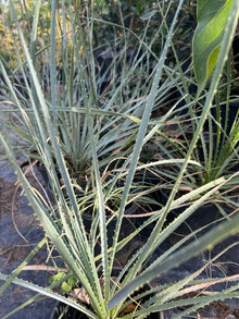 Dasylirion Wheeler Live Plant in 6" Pot - Green Desert Spoon, Drought-Tolerant Succulent, Xeriscape, Rock Garden Plant