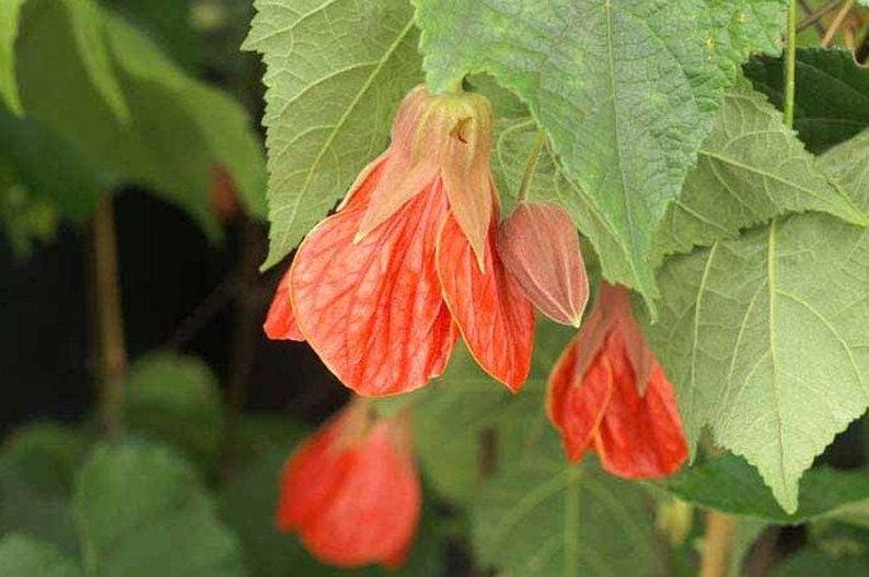Abutilon Plant 'Christina' 1-2ft Live Plant in 6” Pot - Flowering Maple, Bright Orange Blooms, Indoor/Outdoor Gardening