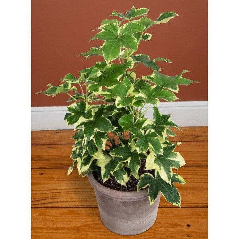 Variegated Tree Ivy Plant - 1 Feet Tall in 6" Pot - Fatshedera lizei variegata - Low Light Houseplant for Indoor Decor