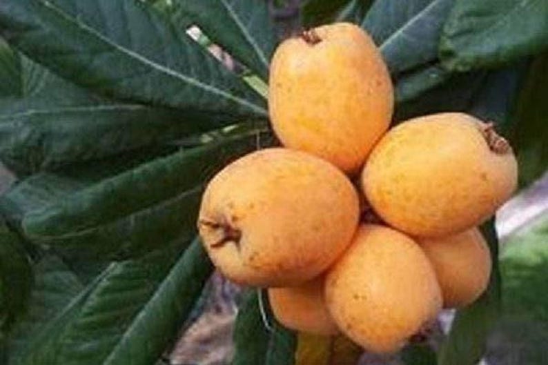 Big Jim Loquat Seedling - 2 to 3 Feet Tall - Live Plant in 3 Gal Pot - Eriobotrya japonica
