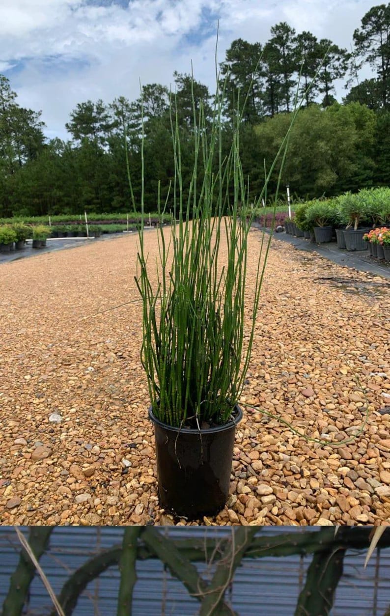 Horsetail Reed Live Plant in 6" Pot, Equisetum hyemale, Non-Flowering Evergreen Perennial for Water Gardens