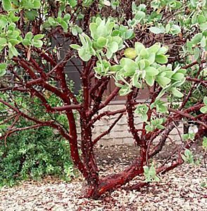 Dr. Hurd Manzanita Plant - 3 Gallon Pot - Arctostaphylos manzanita 'Dr. Hurd' - Evergreen Shrub with Glossy Green Foliage