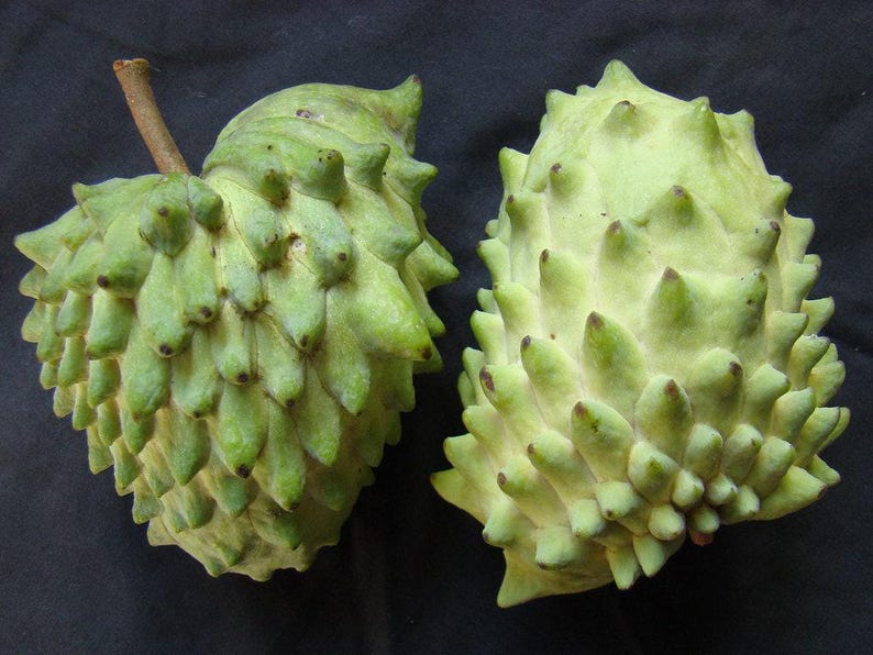 Geffner Atemoya Plant in 6" Pot - Tropical Fruit Tree - Atemoya Cherimoya Hybrid - Annona squamosa x Annona cherimola
