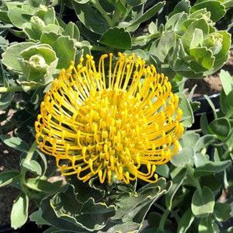 Leucospermum cordifolium ‘High Gold’ Live Plant – Drought Tolerant Shrub with Yellow Dome Flowers in 1-Gallon Pot