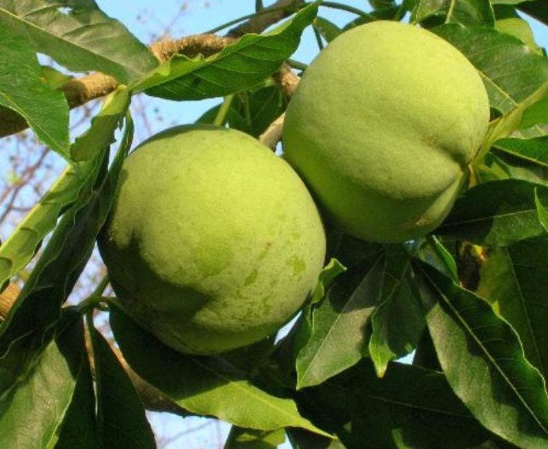 White Sapote Lemon Gold Seedling 2-3 Ft in 6" Pot - Casimiroa edulis