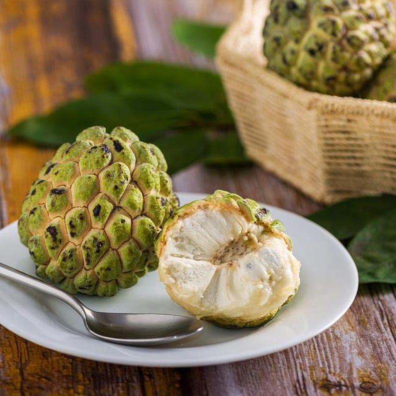 Sugar Apple Plant 3 Gallon Pot - Annona squamosa - 2 to 3 Feet Tall Tropical Fruit Tree