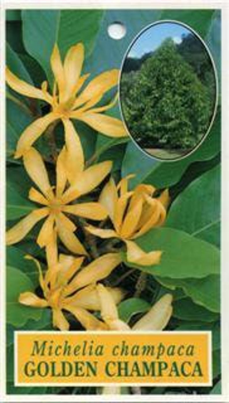 Gold Champaca Plant 1-2 Feet Tall in 6" Pot - Fragrant Yellow Flowers, Evergreen Michelia alba