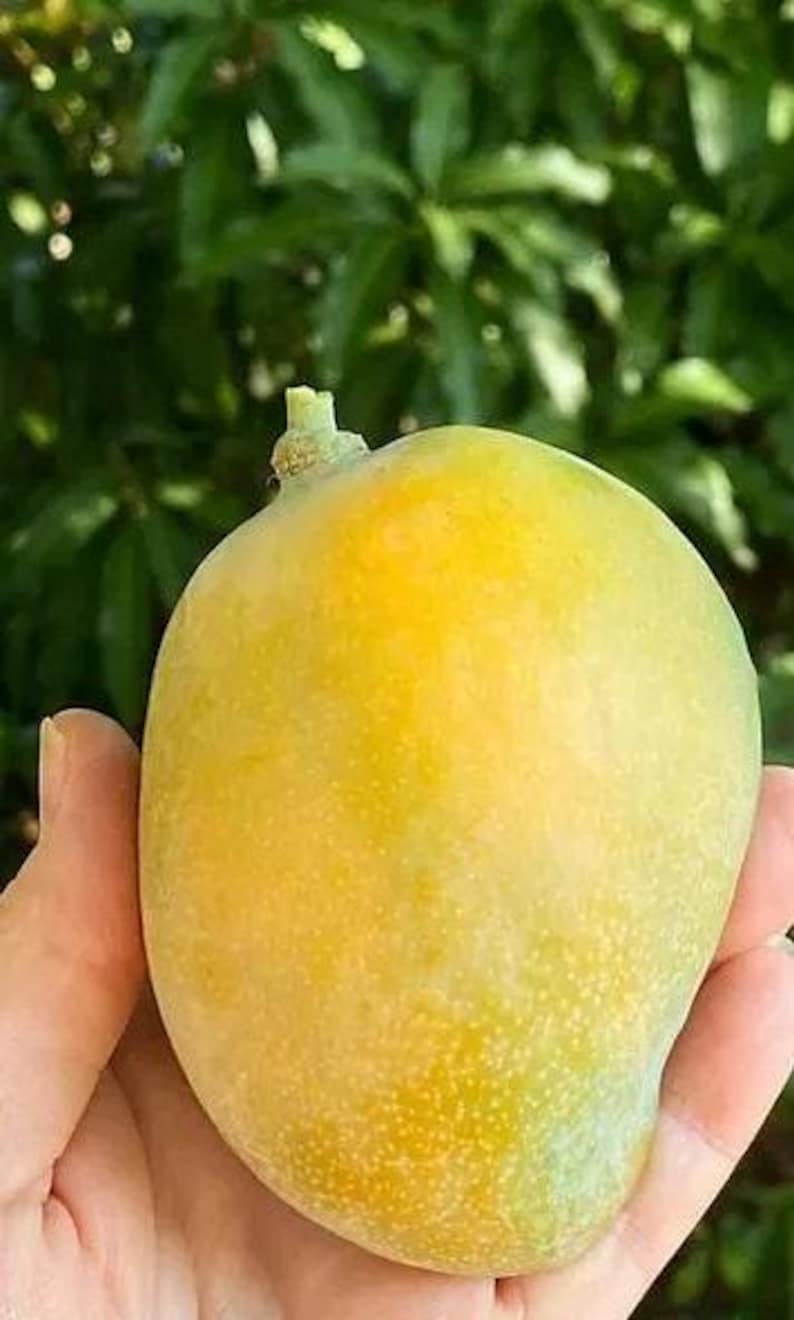 Grafted Sweet Tart Mango Tree - 1ft Live Plant in 3gal Pot - Mangifera indica - Florida Hybrid with Sweet Flavor