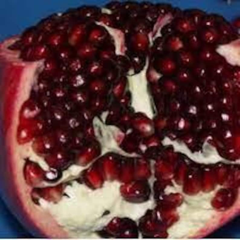 Ariana Pomegranate Plant - 6" Pot - Ambrosia Variety - Sweet Red Fruits - Perfect for Warm Climates - Punica granatum