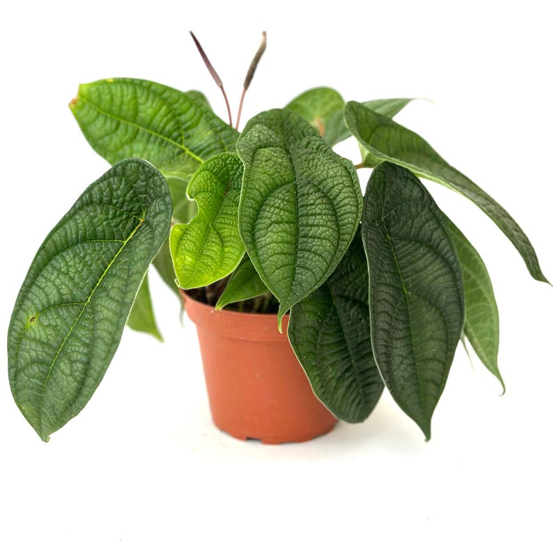 Peperomia Piper Parmatum Live Plant, 4-Inch Rooted Starter, Indoor Houseplant, Decorative Green Foliage, Tropical Plant