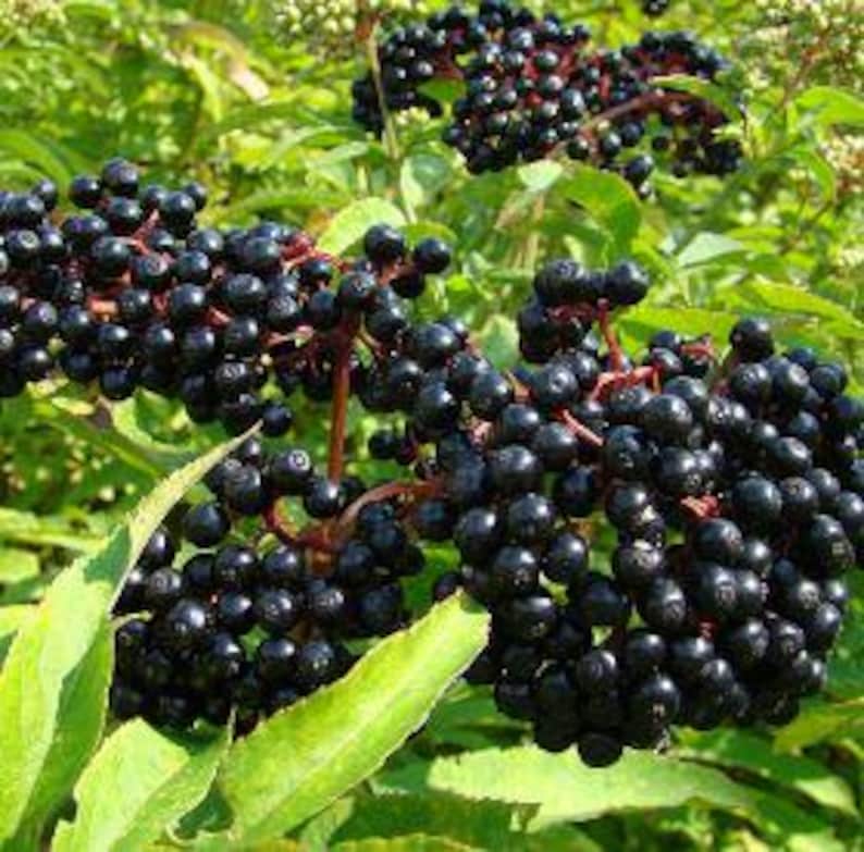 Organic Elderberry Cuttings - 5 Fresh Sambucus nigra Cuttings for Propagation