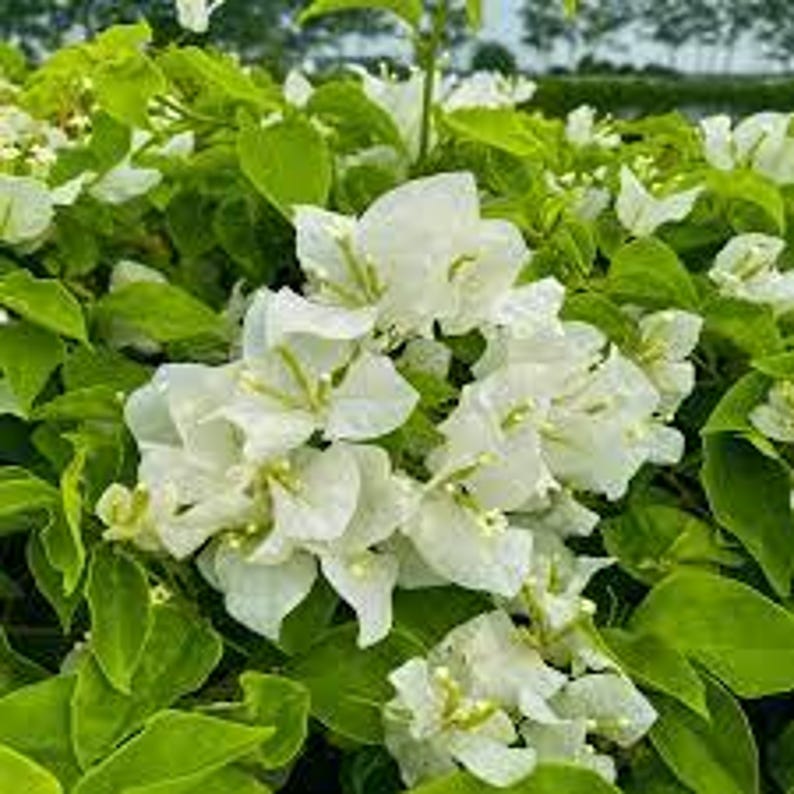 White Bougainvillea Plant in 6" Pot - Bougainvillea glabra - 1 to 2 Feet Tall - Ideal for Full Sun Garden Decor