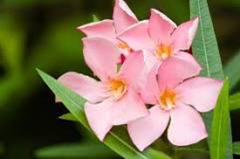 Nerium Oleander Live Plant 1' Tall in 6" Pot, Salmon Pink Flowers, Evergreen Shrub, Tough & Vigorous Garden Plant