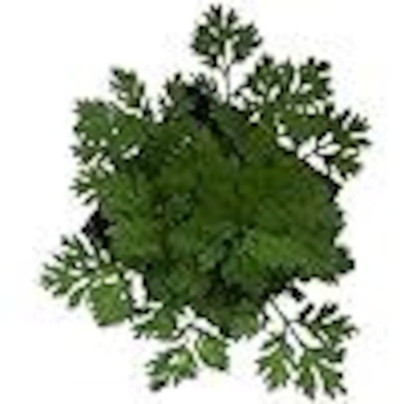 Organic Feverfew Plant in 2.5 Inch Pot - Tanacetum parthenium Heirloom Herb for Natural Remedies & Gardens