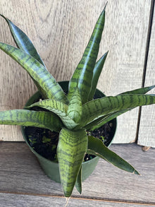 Sansevieria Gabriella Hybrid Plant in 4" Pot | Compact Snake Plant | Indoor Air Purifying | Sansevieria Hybrid
