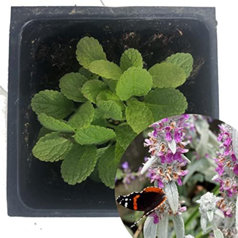 Organic Lamb's Ear Plant 2.5 Inch Pot - Stachys byzantina, Donkey's Ears, Lamb's Wool, Fuzzy Foliage