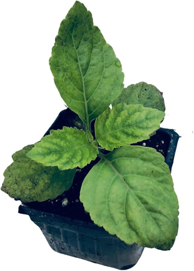 Organic Patchouli Plant in 2.5-Inch Pot, Pogostemon patchouli, Fragrant Herb for Gardens & Indoor, Woman-Owned West Virginia Grown