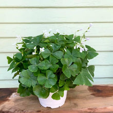 Oxalis Green Live Plant 6” Pot - Shamrock Plant - Oxalis regnellii - Indoor Houseplant for Home Decor