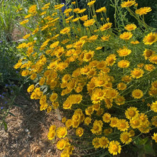 Dyer's Chamomile Live Plant 3.5" Pot - Golden Marguerite (Anthemis tinctoria) - Full Sun Perennial for Zones 3-7