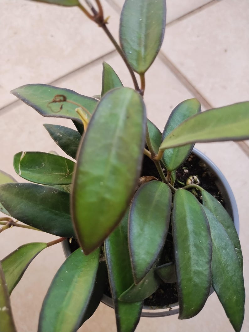 Adrift Hoya Plant - Small Rooted Hoya carnosa Houseplant with Free Cutting - Low Maintenance Indoor or Outdoor Plant