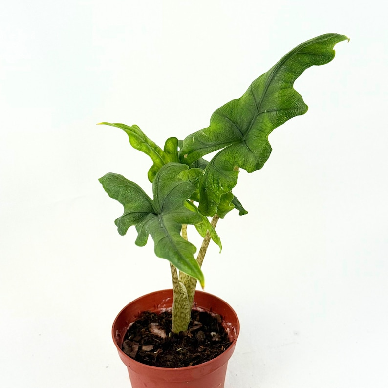 Alocasia Jacklyn Live Plant – 4 Inch Rooted Tropical Houseplant with Deep Lobed Elephant Ear Foliage, Indoor Decorative Plant