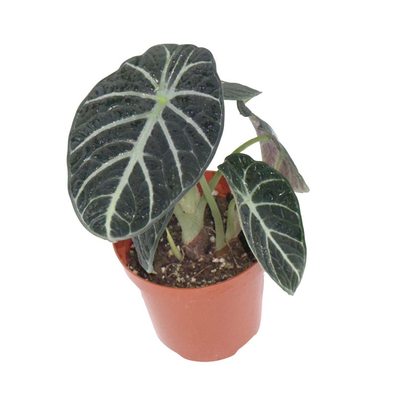 Alocasia Ninja Live Plant, Black Elephant Ear, Tropical Houseplant, Rooted Starter, Indoor Decor, Compact, Scientific Name: Alocasia cultivar Ninja