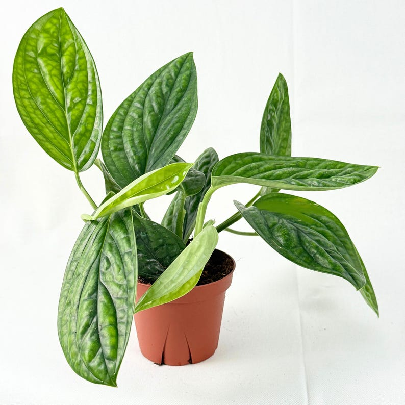 Monstera Peru Live Plant Rare Karstenianum Houseplant Tropical Indoor Vine Starter Plant Home Decor Gift Plant