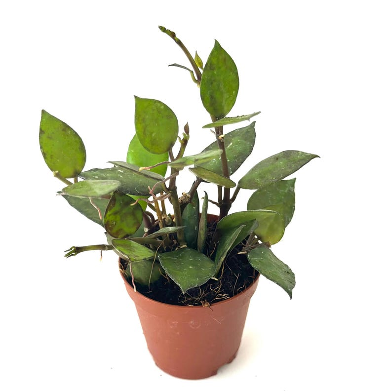 Hoya Krohniana Black Live Plant, 2-Inch Pot, Dark Foliage Indoor Houseplant, Trailing Vine, Rare Collector Plant