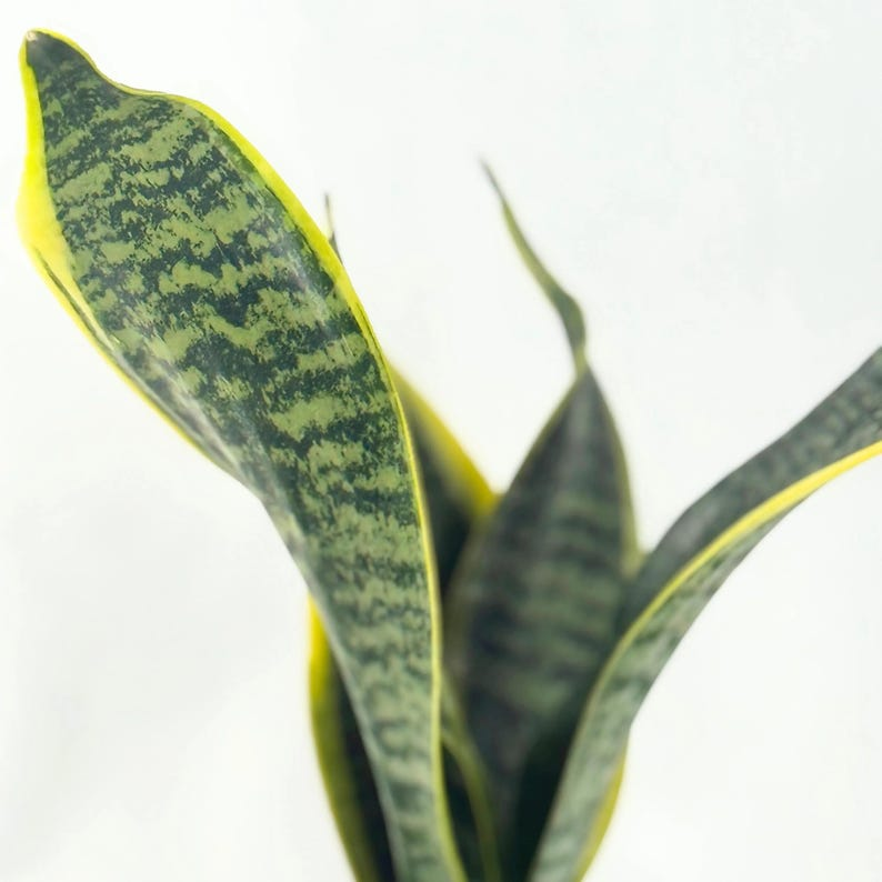 Sansevieria Laurentii Snake Plant Live Houseplant | Indoor Starter Plant | Green & Yellow Foliage | Dracaena trifasciata