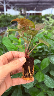 Syngonium Maria Allusion 2 Exact Live Starter Plants – Syngonium podophyllum ‘Maria Allusion’ 2” Bare Root