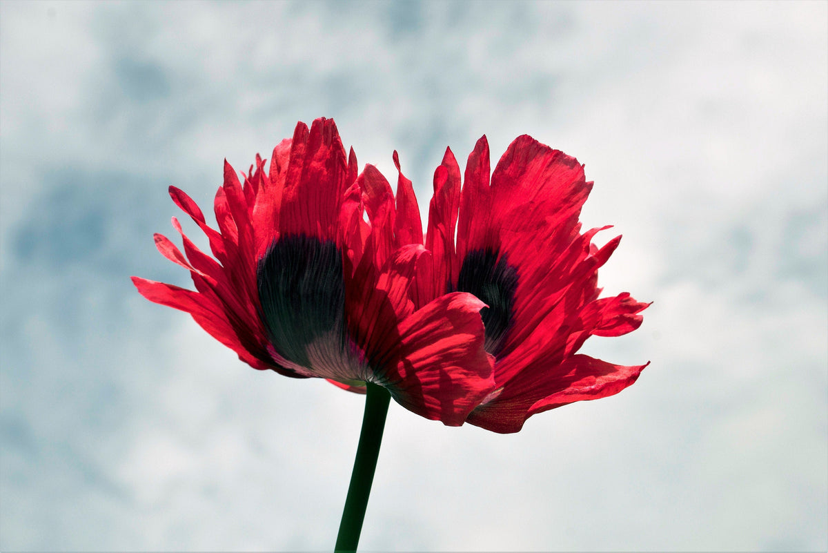 200 Organic JIMI'S FLAG POPPY Scarlet Red Electric Lavender & Deep Purple Papaver Somniferum Flower Seeds