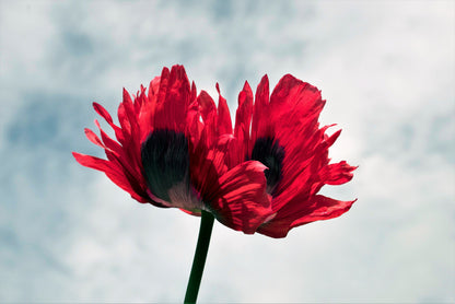 200 Organic JIMI'S FLAG POPPY Scarlet Red Electric Lavender & Deep Purple Papaver Somniferum Flower Seeds