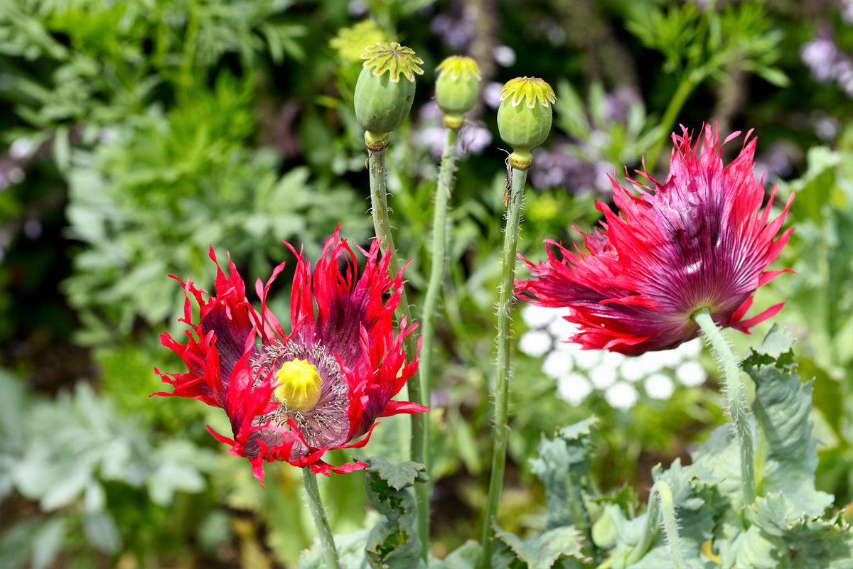 200 Organic JIMI'S FLAG POPPY Scarlet Red Electric Lavender & Deep Purple Papaver Somniferum Flower Seeds