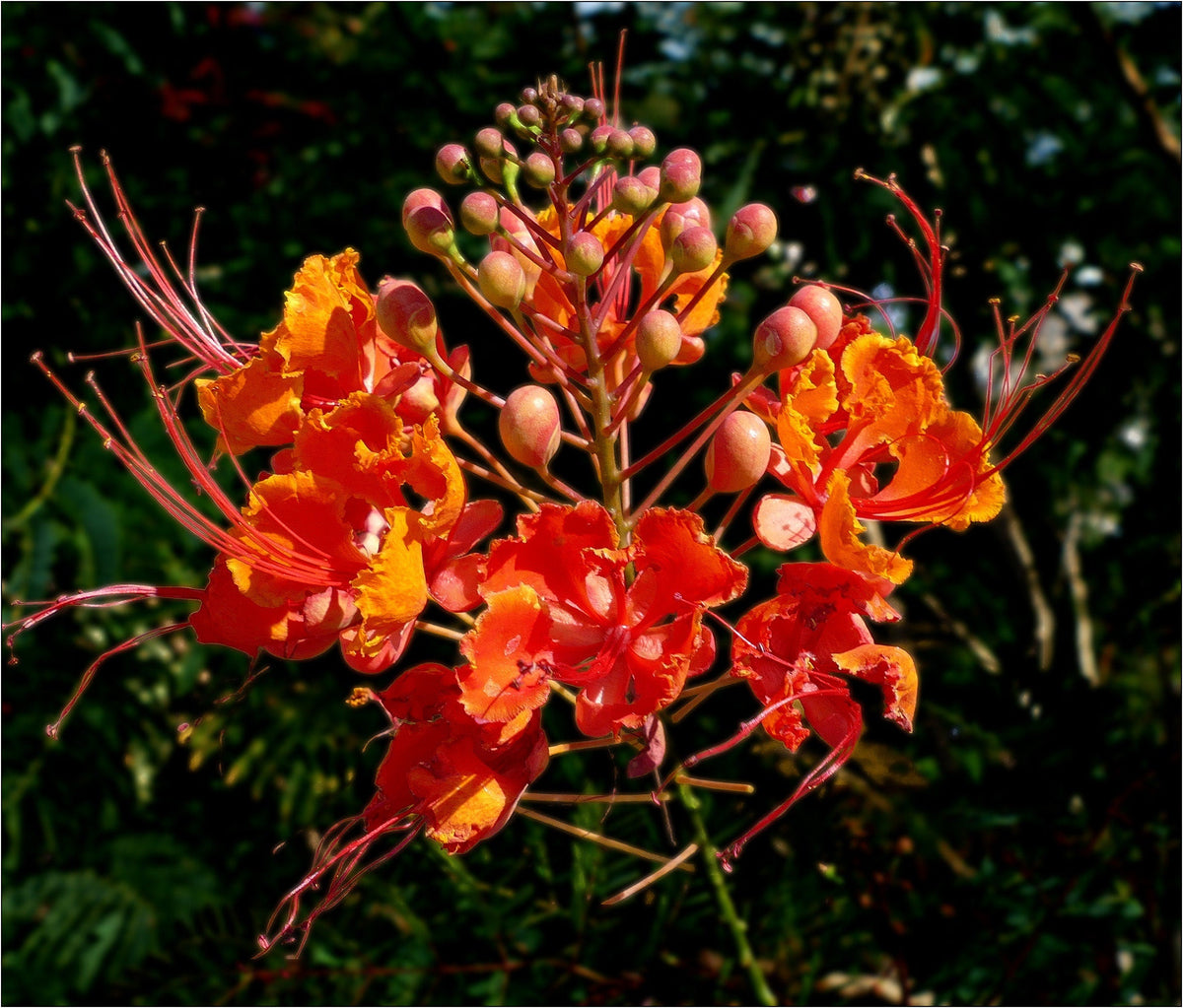 10 RED BIRD Of PARADISE Caesalpinia Pulcherrima aka Pride of Barbados, Dwarf Poinciana, Peacock Flower Seeds