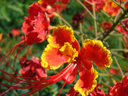 10 RED BIRD Of PARADISE Caesalpinia Pulcherrima aka Pride of Barbados, Dwarf Poinciana, Peacock Flower Seeds