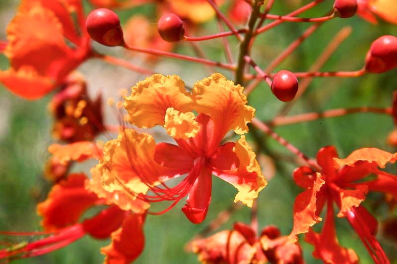 10 RED BIRD Of PARADISE Caesalpinia Pulcherrima aka Pride of Barbados, Dwarf Poinciana, Peacock Flower Seeds