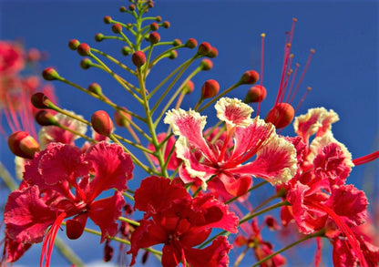 10 RED BIRD Of PARADISE Caesalpinia Pulcherrima aka Pride of Barbados, Dwarf Poinciana, Peacock Flower Seeds