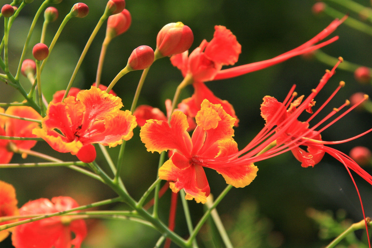 10 RED BIRD Of PARADISE Caesalpinia Pulcherrima aka Pride of Barbados, Dwarf Poinciana, Peacock Flower Seeds