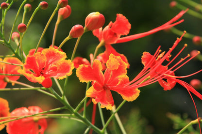 10 RED BIRD Of PARADISE Caesalpinia Pulcherrima aka Pride of Barbados, Dwarf Poinciana, Peacock Flower Seeds
